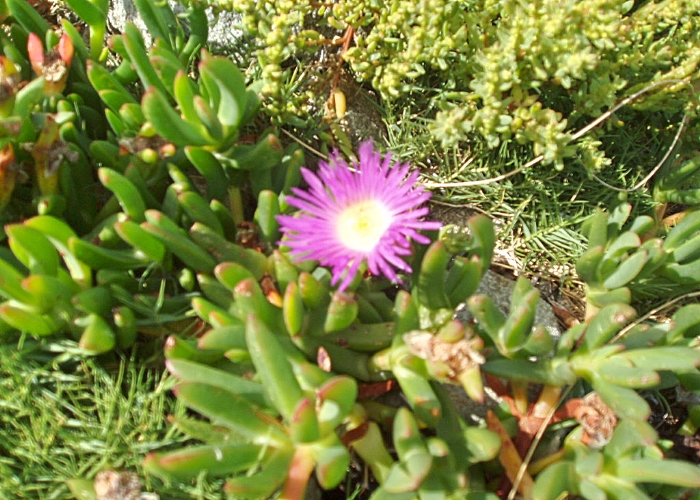 Australian Coastal Plants Aizoaceae